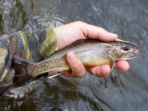 Angler holding Brook Trout