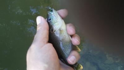 Green Sunfish