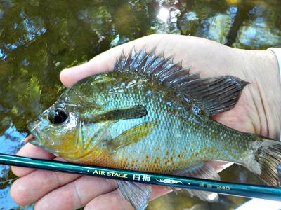 Smallest bluegill I've ever caught. Owner New Half Moon hook & tanago rig  on my Nissin Air Stage 240. : r/Tenkara