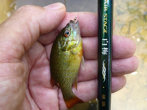 Angler holding Redbreast Sunfish and Nissin Air Stage Hakubai