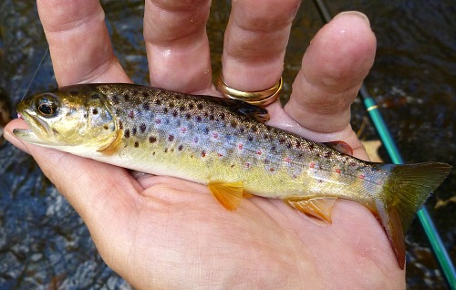 Small trout are perfect quarry.
