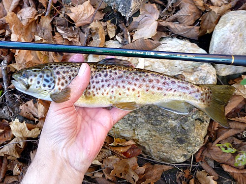 Angler holding brown trout alongside Nissin Air Stage Hakubai 390