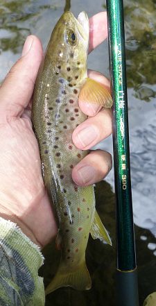 Angler holding brown trout and Nissin Air Stage Hakubai rod
