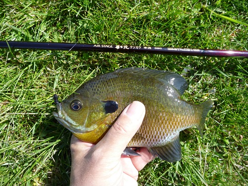 Angler holding bluegill near Nissin Air Stage Honryu tenkara rod