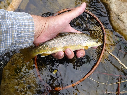 Angler holding brown trout just above the net