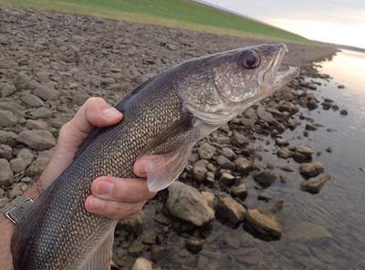 First Walleye