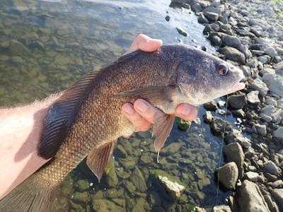 Freshwater Drum from this summer