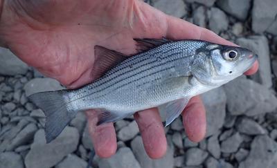 White Bass