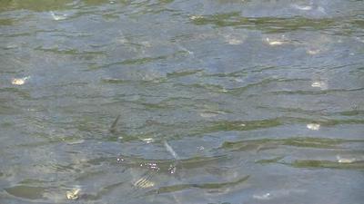 Sea Mullett closeup