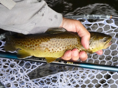 Angler holding brown trout alongside Aoi ZPRO rod