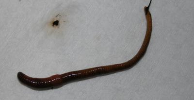 Worm with an Egg