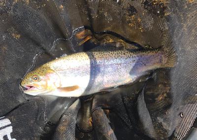 Rainbow trout in the net