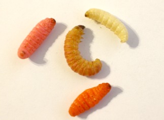 https://www.tenkarabum.com/images/as-the-worm-turns-fishoff-between-mummy-worms-and-live-butterworms-21870565.jpg