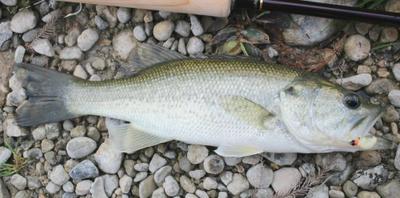 Largemouth Bass Slammed a Mummy Worm at Blanco State Park
