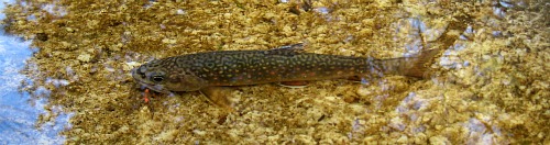 Brook trout in shallow water.