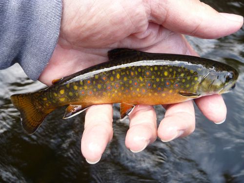 Colorful brook trout