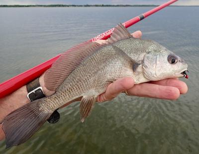 Freshwater Drum