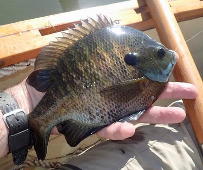 Bluegill