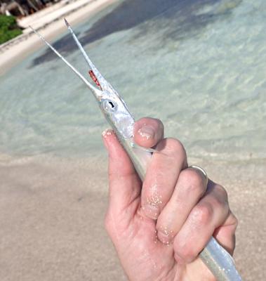 Needlefish with Killer Bugger