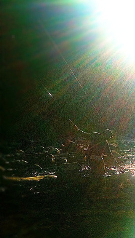 Backlit angler landing fish. The light makes the line shine.