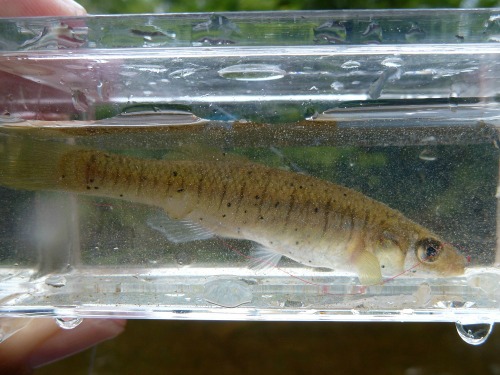 Banded Killifish in Micro Photo Box