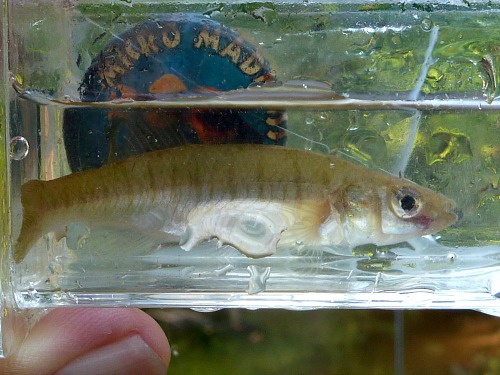 Banded Killifish in Micro Photo Tank