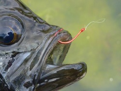 Black crappie with bare red hook in its mouth