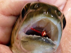 Brown trout with bare red hook in its mouth