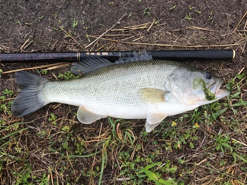 Big largemouth bass with Flying Dragon