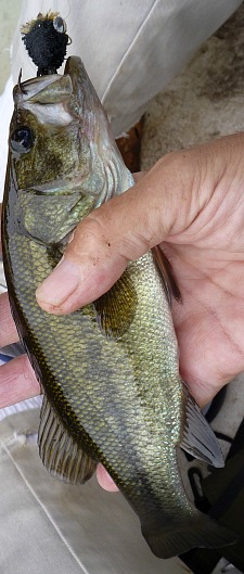 Bass with deer hair bug in its mouth