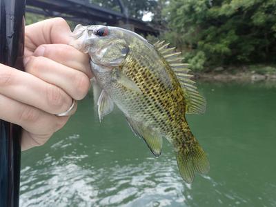 Rock bass