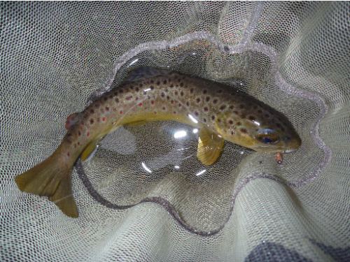 Brown trout in the net, bead head Killer Bug in its mouth.