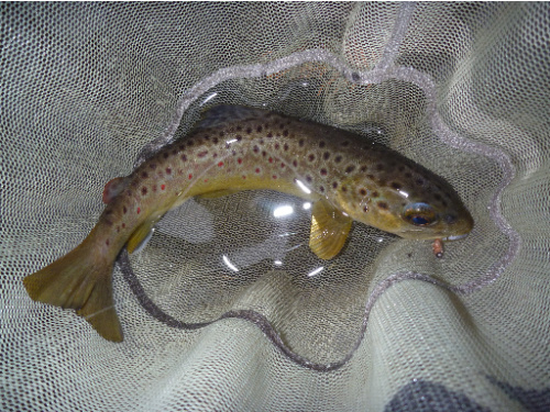 Tenkara Fishing Blog