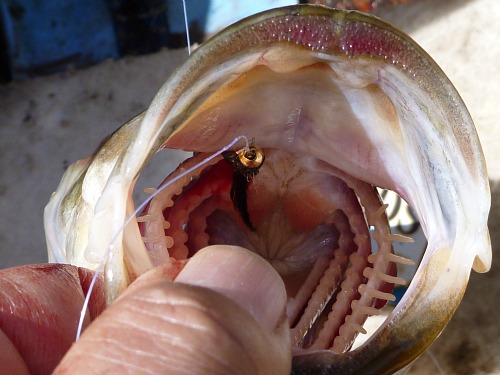 Bass with blue bead head killer bugger in its mough