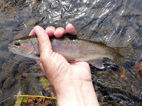 Angler holding very dark rainbow trout.