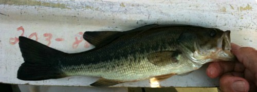 Largemouth bass on a canoe paddle