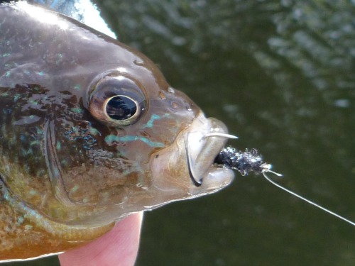 Bent Pin Flies