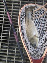 Kiyose 53 and Australian Bass