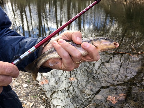 Large creek chub caught with HM30R