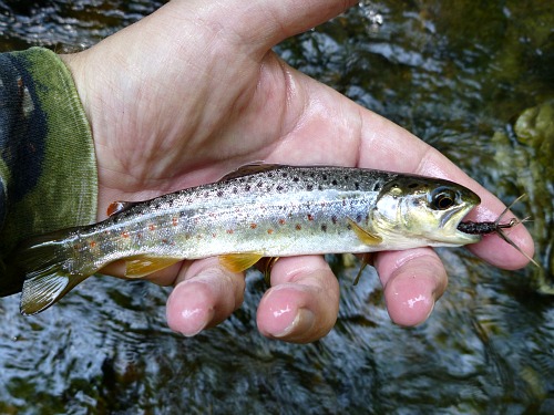 Angler holding small trout caught with size 2 fly
