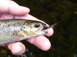 Small trout with Big Kebari in its mouth