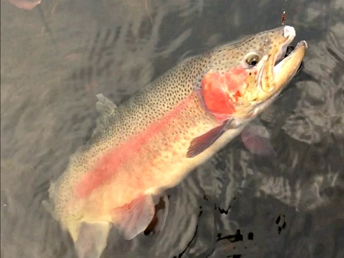 Very large rainbow trout with very small spoon in its mouth.
