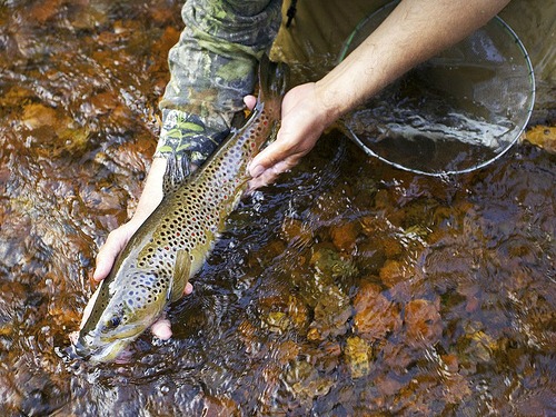 18 inch brown trout caught in small mountain stream