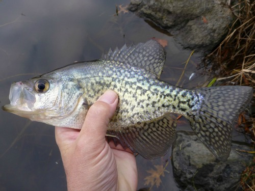 Black crappie caught in Harlem Meer