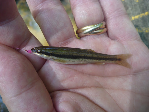 Blacknose Dace