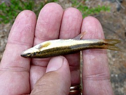 Blacknose dace Angler holding Blacknose Dace