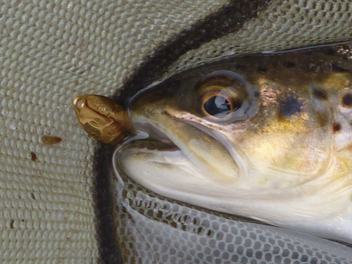 Trout in net with Rodio-craft Blinde Flanker .5g Gold spoon in its mouth