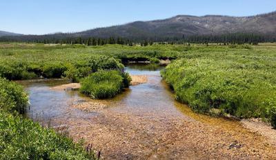 Creek in the Big Meadow
