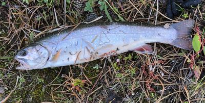 Brook Trout for Lunch