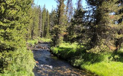 Feeder Creek